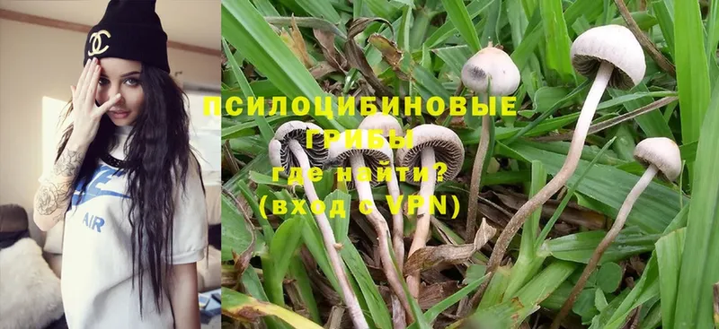 наркотики  Благодарный  Галлюциногенные грибы MAGIC MUSHROOMS 